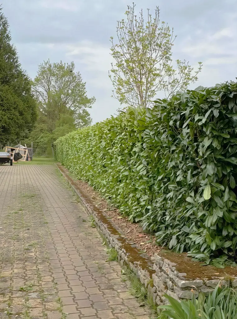 Haies après taille professionnelle