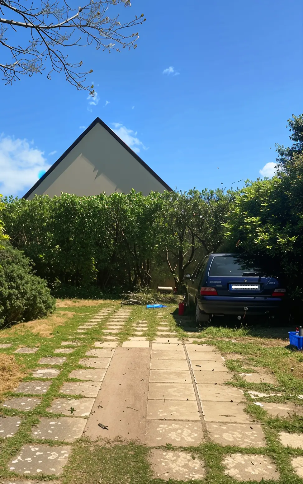 Haies hautes après taille