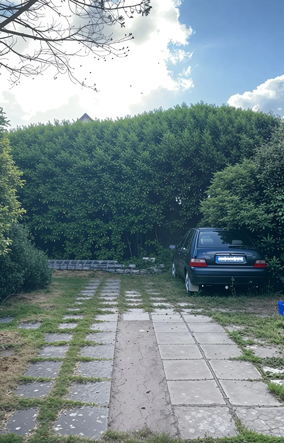 Haies hautes avant taille