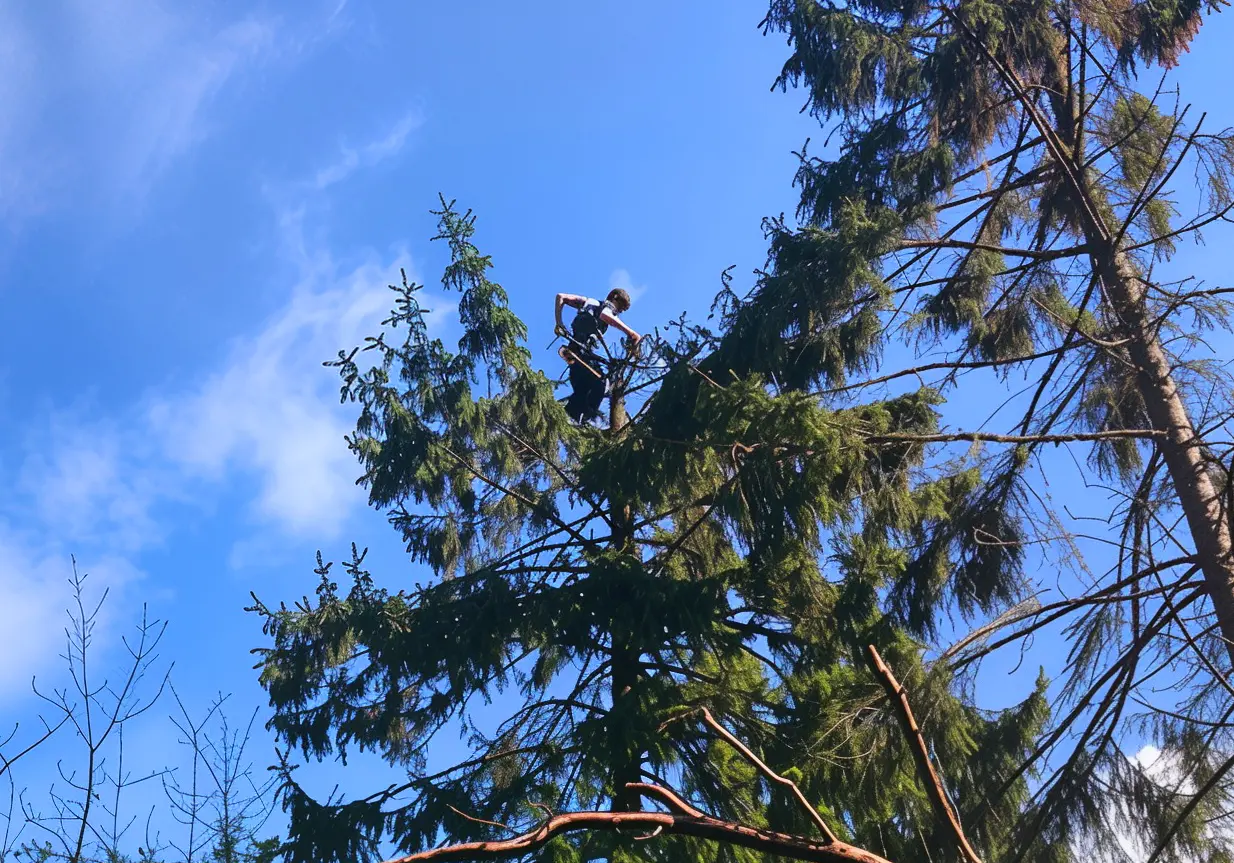Élagage professionnel à Cherbourg