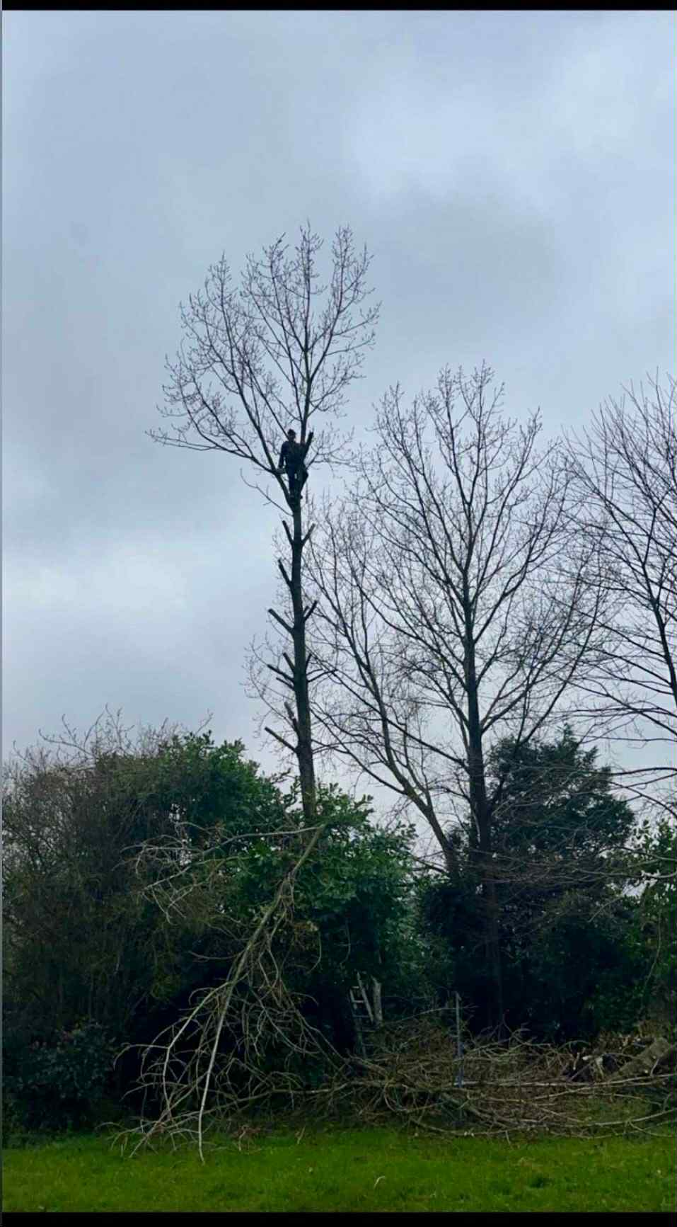 Élagueur professionnel travail en hauteur Cherbourg